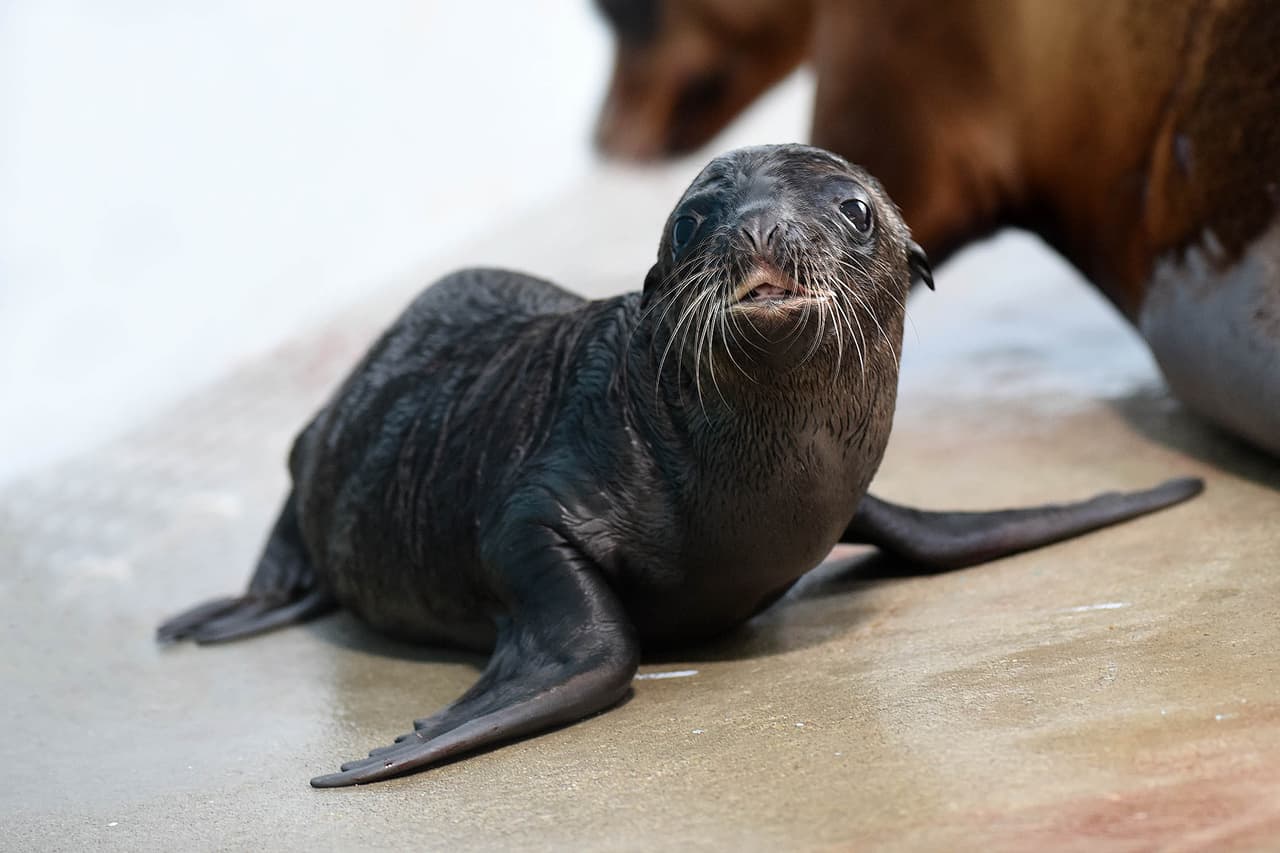 La primera de las crías nació el pasado 4 de junio. Su madre es una leona marina llamada Josephine.