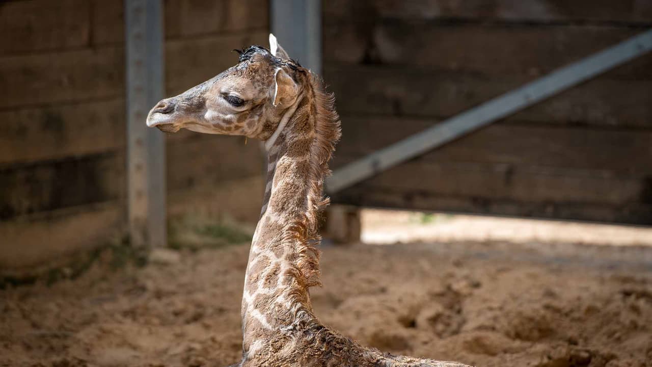 El ternero no tiene nombre por ahora.