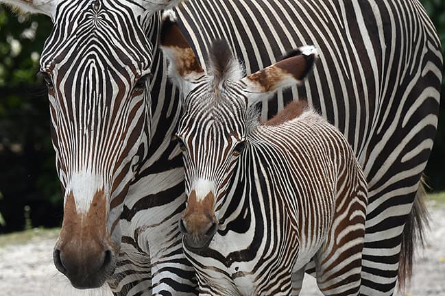 Nace en el Zoo Miami una cebra en peligro de extinción