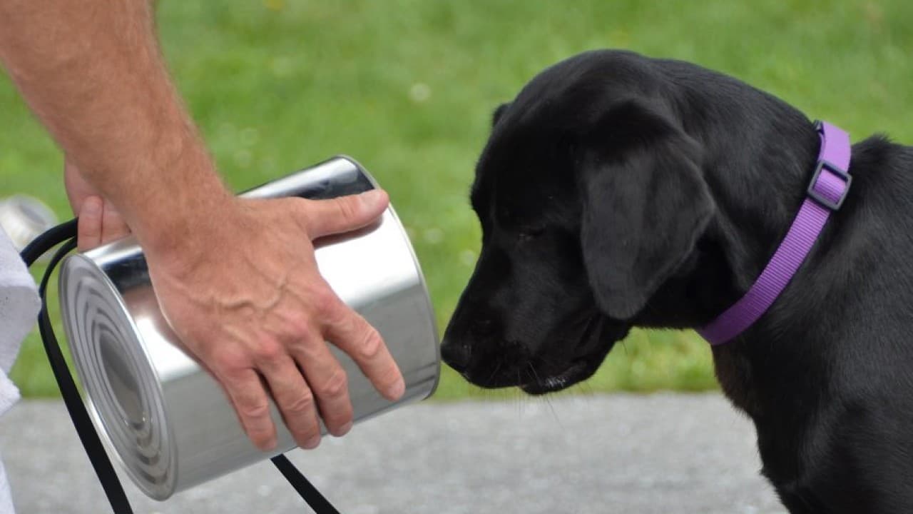 Esta perra "no estaba interesada" en descubrir explosivos así que la CIA la 'despidió'