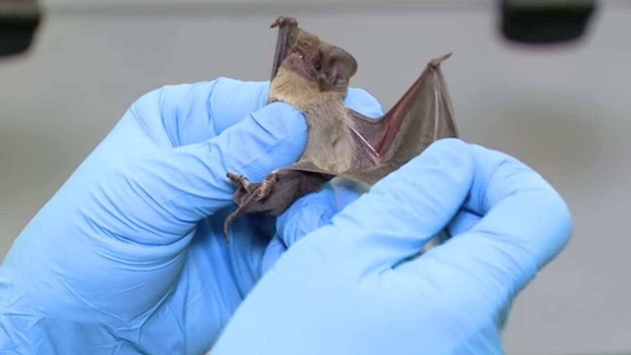 Más de 1,500 murciélagos son liberados tras ser rescatados porque se congelaron.