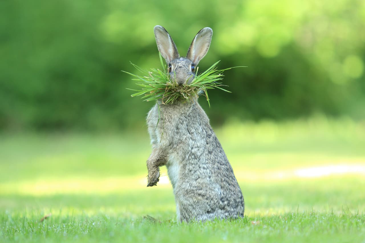 Un conejo salvaje se hace una barba de monte mientras recoge material para su nido en Flandes, Bredene, Bélgica.
<br>
<b>Olivier Colle / CWPA / Barcroft</b>
