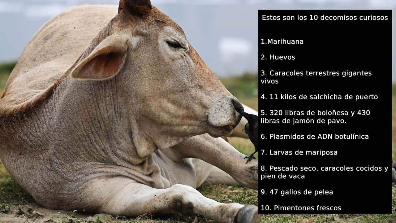 Entre los decomisos curiosos se encuentra la piel de vaca, pescados secos y caracoles cocidos.