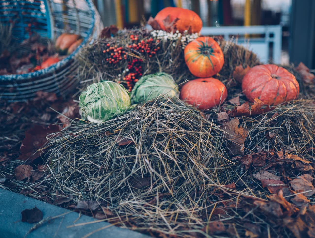 <b>Didier Farms</b>
<br>
<b><a href="http://didierfarms.com" target="_blank">Esta granja</a></b> ubica en, 16678 Aptakisic Rd., Lincolnshire. La temporada para recoger las calabazas es desde el 18 de septiembre hasta el 31 de octubre.