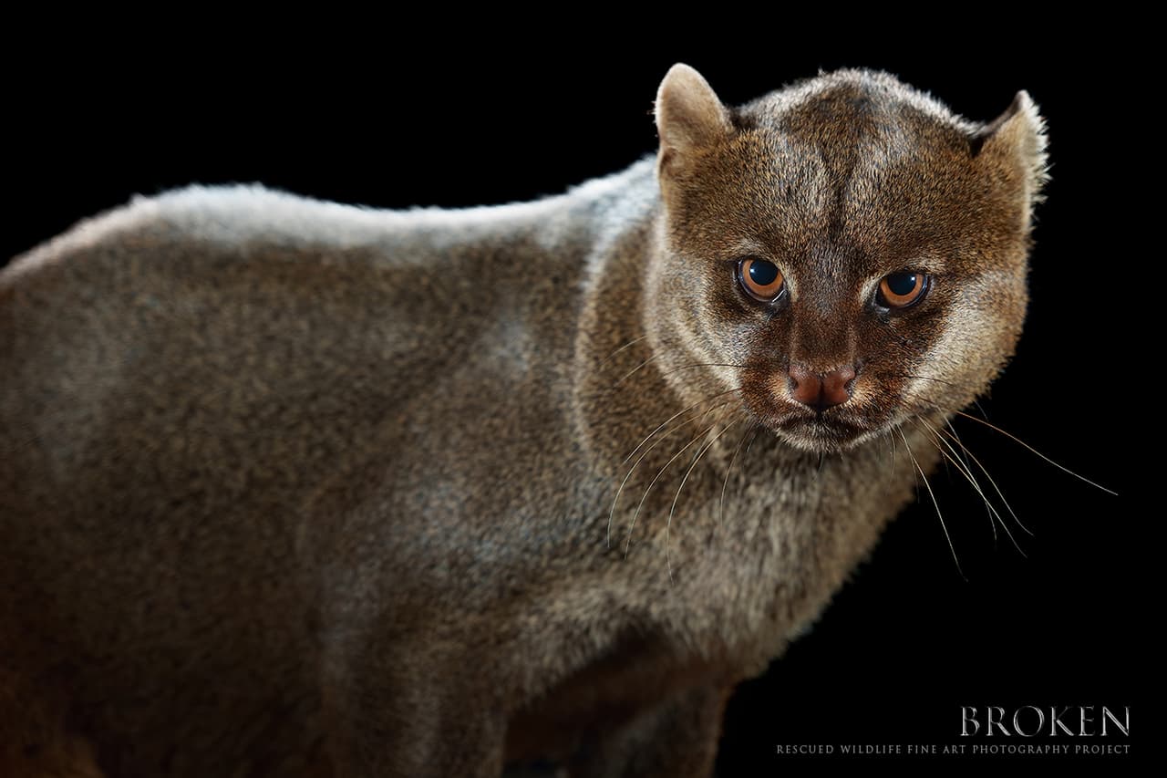 Lucky es un jaguaroundi, quizás el menos conocido de los diferentes felinos que habitan el continente americano. Fue entregado voluntariamente al centro Juagares en la Selva por un particular cuando era tan solo un cachorro después que fuera atropellado junto con su madre y su hermana en una carretera.
