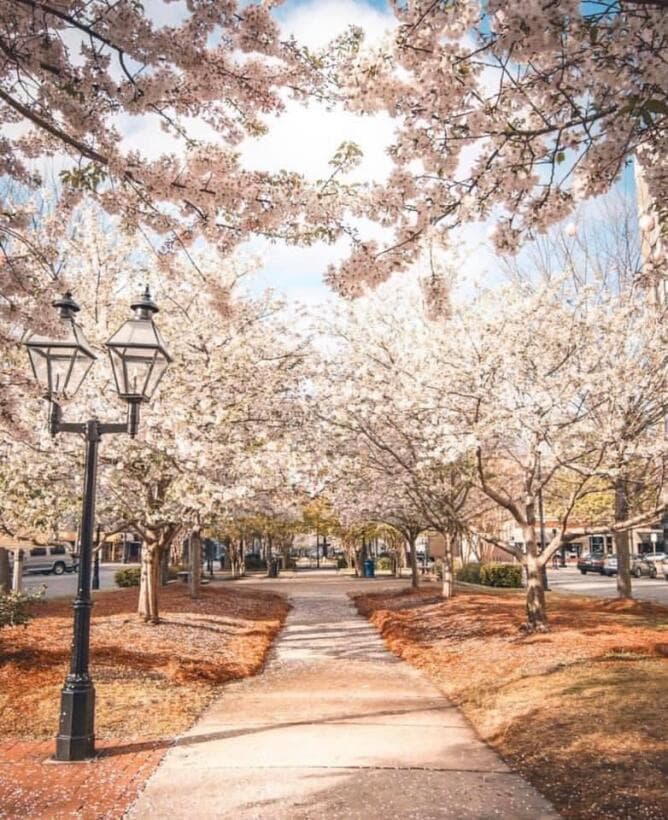 <b><a href="https://www.univision.com/local/atlanta-wuvg/los-festivales-de-primavera-que-no-querras-perderte-en-georgia-en-2023-fotos">Relacionado: Estos son los festivales de primavera que no querrás perderte en Georgia en 2023</a> </b>