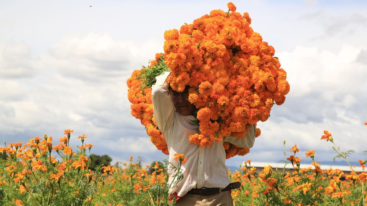 Día de Muertos: mexicanos visitan campos agrícolas en Tijuana para conseguir la flor con que honrarán a sus fallecidos