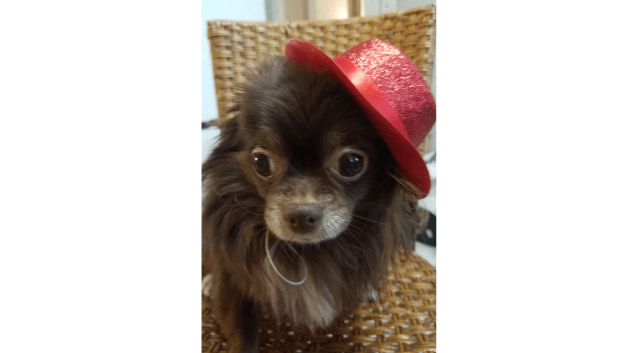 "Esta preciosura se llama mylo y está enojado porque le puse su sombrero para el sol".