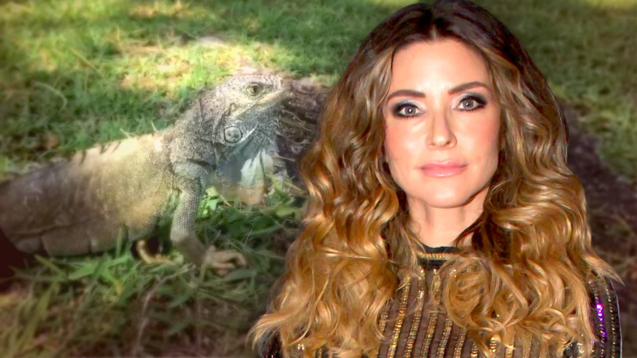 A Issabela Camil le cayó una iguana mientras tomaba café: "No me lo van a creer"