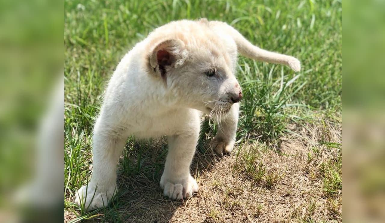 Luna, la cachorra de un raro león blanco que ahora vive en un refugio animal en Texas