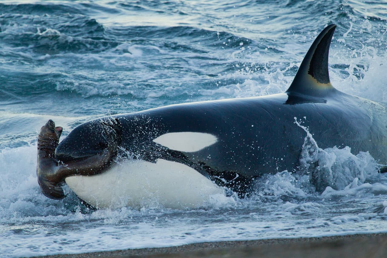 Estas bestias son animales sociales. Viven en grupos familiares matriarcales, es decir, que son liderados por una hembra mayor y el grupo generalmente son sus hijas y nietas y, sus nietos juveniles. Son muy atentos al cuidado de las crías y de enseñarles a cazar. Los machos, en cambio, viven típicamente vidas solitarias.