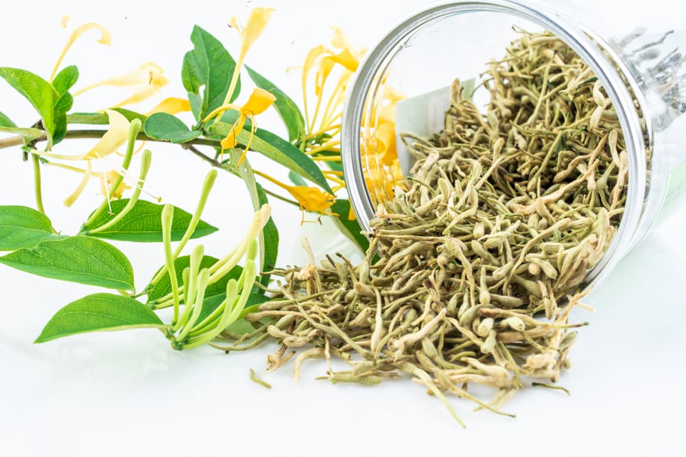 Así, la madreselva puede usarse tanto con sus flores frescas, o también secas disponibles como suplementos herbales o para tés o infusión. También hay en forma de aceite aromático, incienso y velas. ¡Descubre su poder!