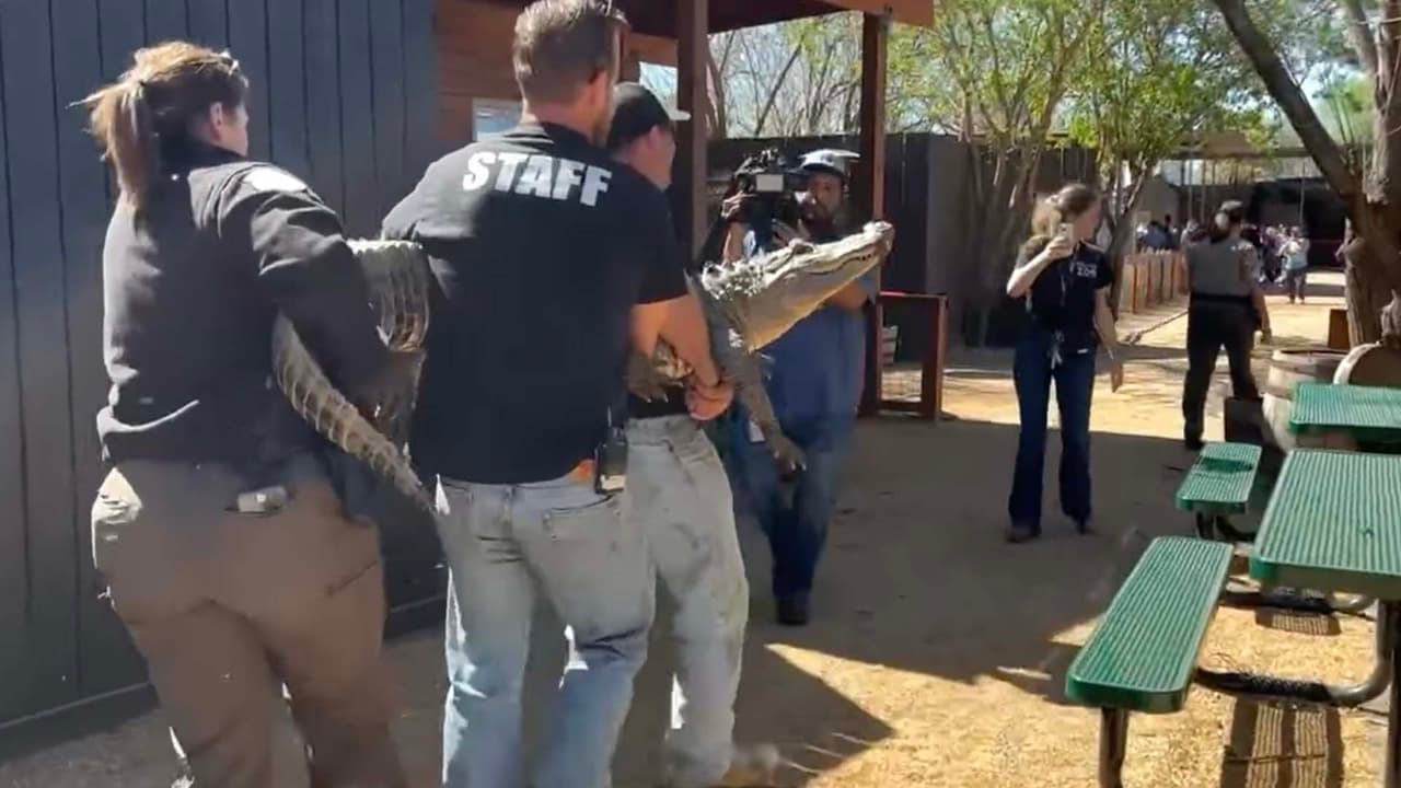 El video fue publicado por Texas Game Warden en su cuenta de Facebook.