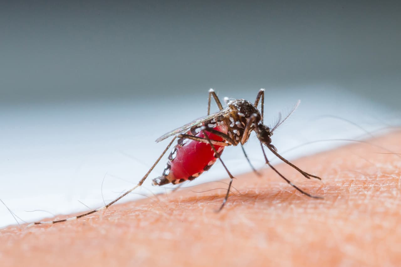 El mosquito anopheles transmite la malaria y el único lugar del mundo en el que no se encuentra, es la Antártica.