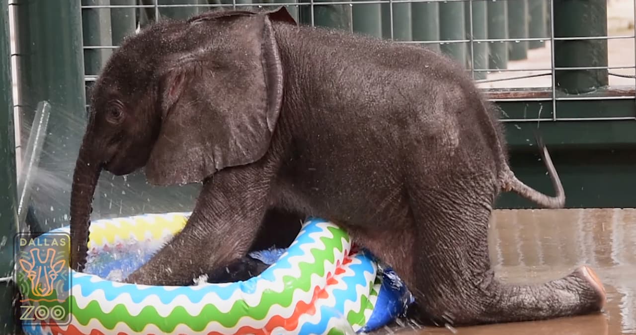 Un bebé elefante muy juguetón de un zoológico en Texas causa sensación en redes sociales