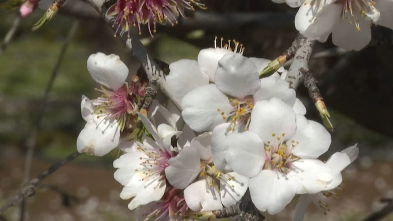 Las flores de ciruelo son características de esta zona de California.