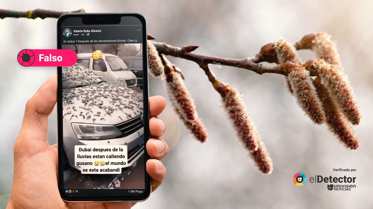 Ese video no muestra gusanos que cayeron sobre Dubai después de las abundantes lluvias