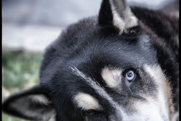 #2 ¡Tu mascota jamás terminaría la relación contigo vía Twitter!