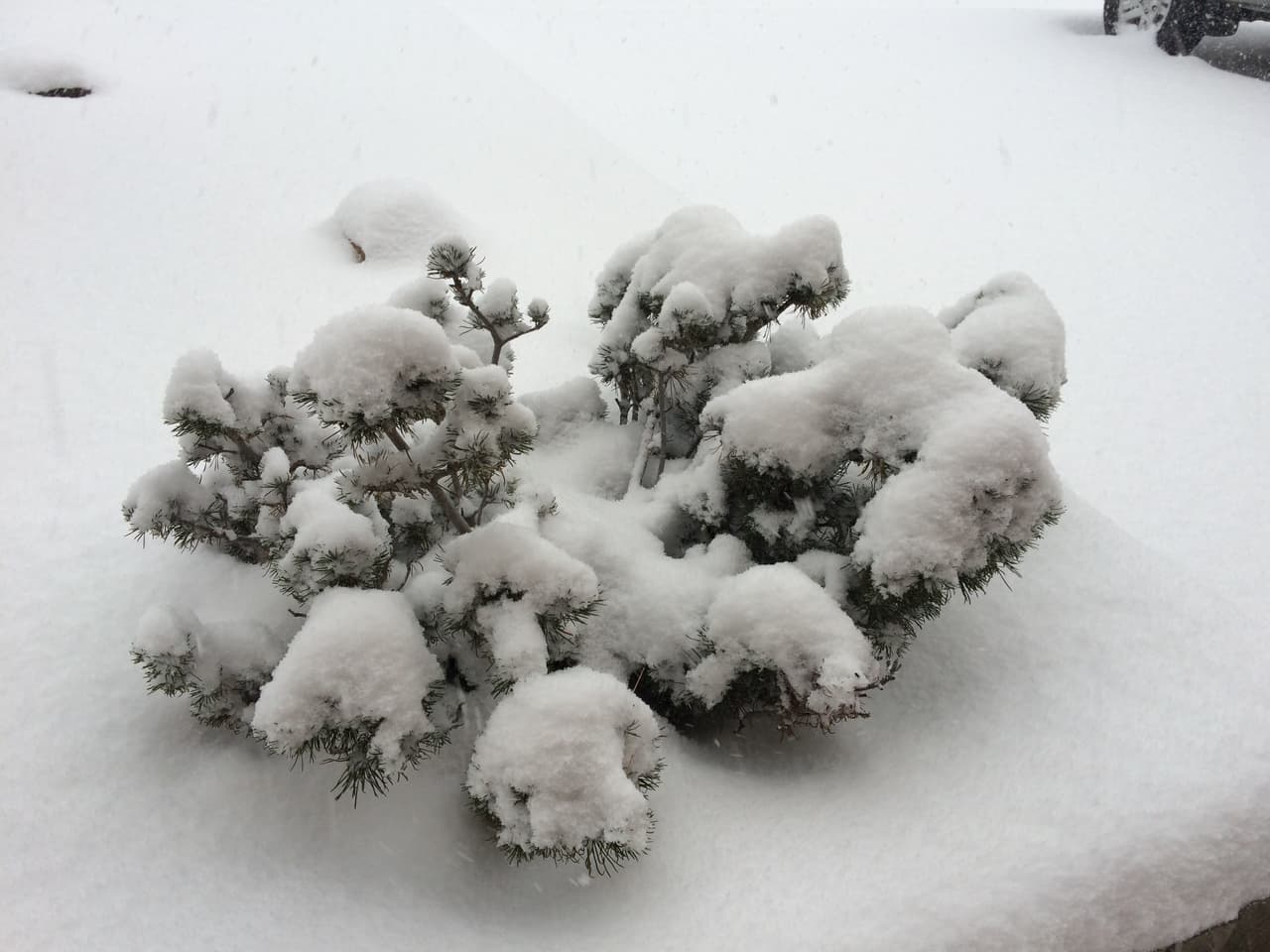 Desde el fin de semana no para de nevar en Flagstaff. El Distrito Escolar de Flagstaff cerró las escuelas el día de hoy debido a la nieve. La Universidad del Norte de Arizona sigue con horario normal. La I-40 está cubierta de nieve y el tráfico está lento debido a la nevada y poca visibilidad.