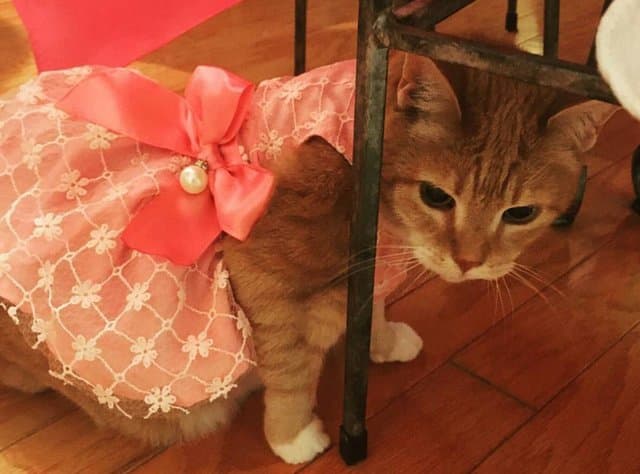 Lady throws quinceañera for her cat