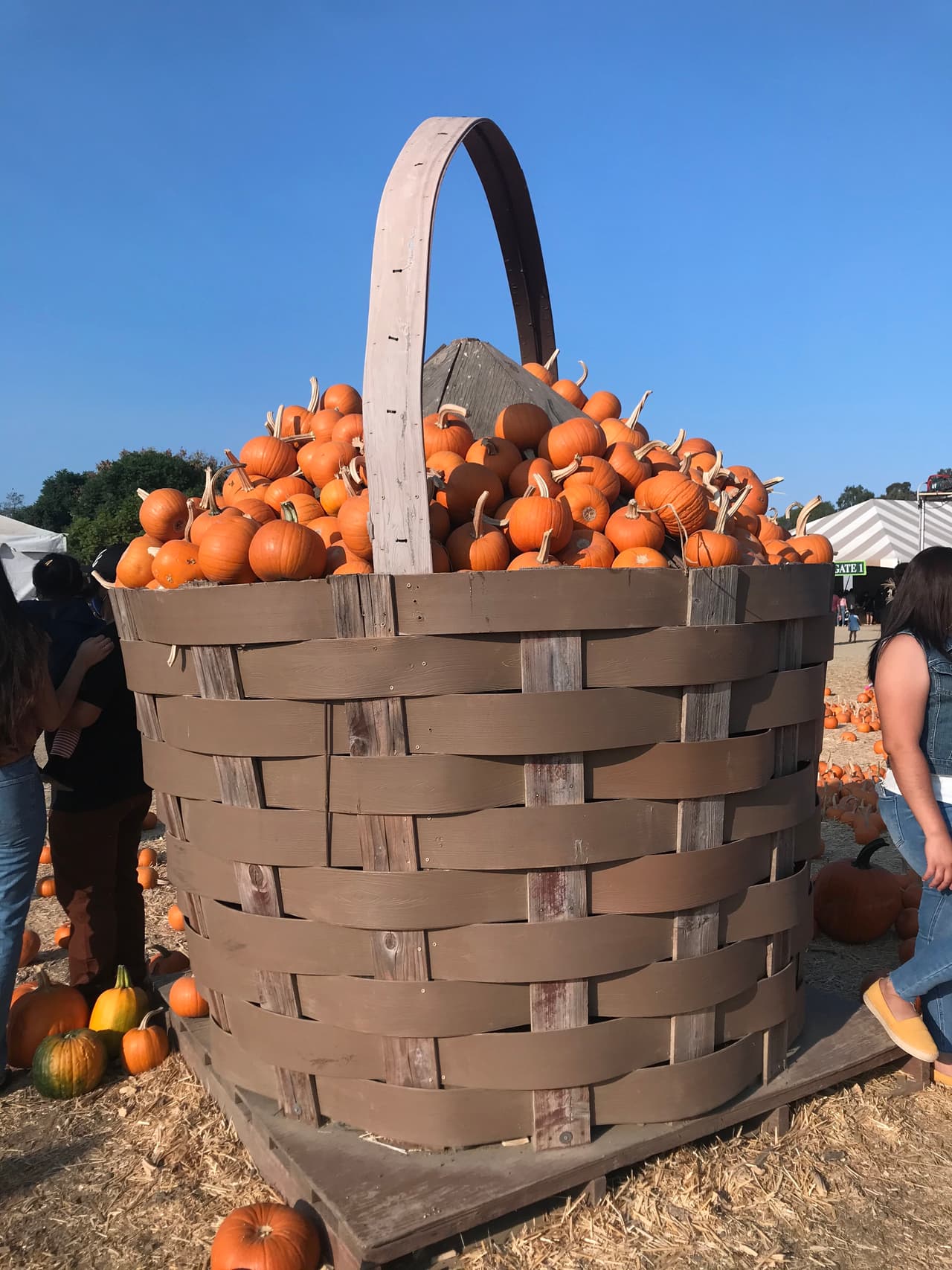 Para los más osados esta cesta gigante, repleta de calabazas puede ser la mejor opción para llevar a casa.