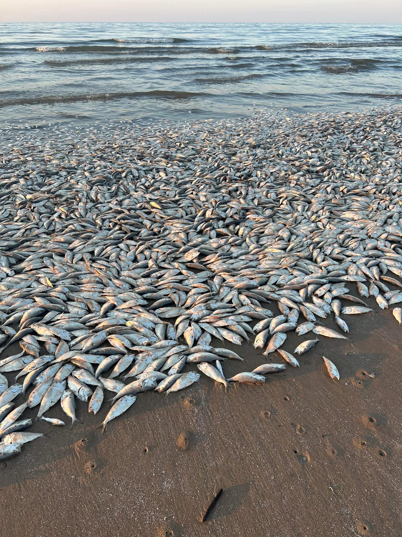 “Los peces muertos (
<b>en su mayoría menhaden</b>) están llegando por miles a nuestras playas locales”, advierte el Parque.