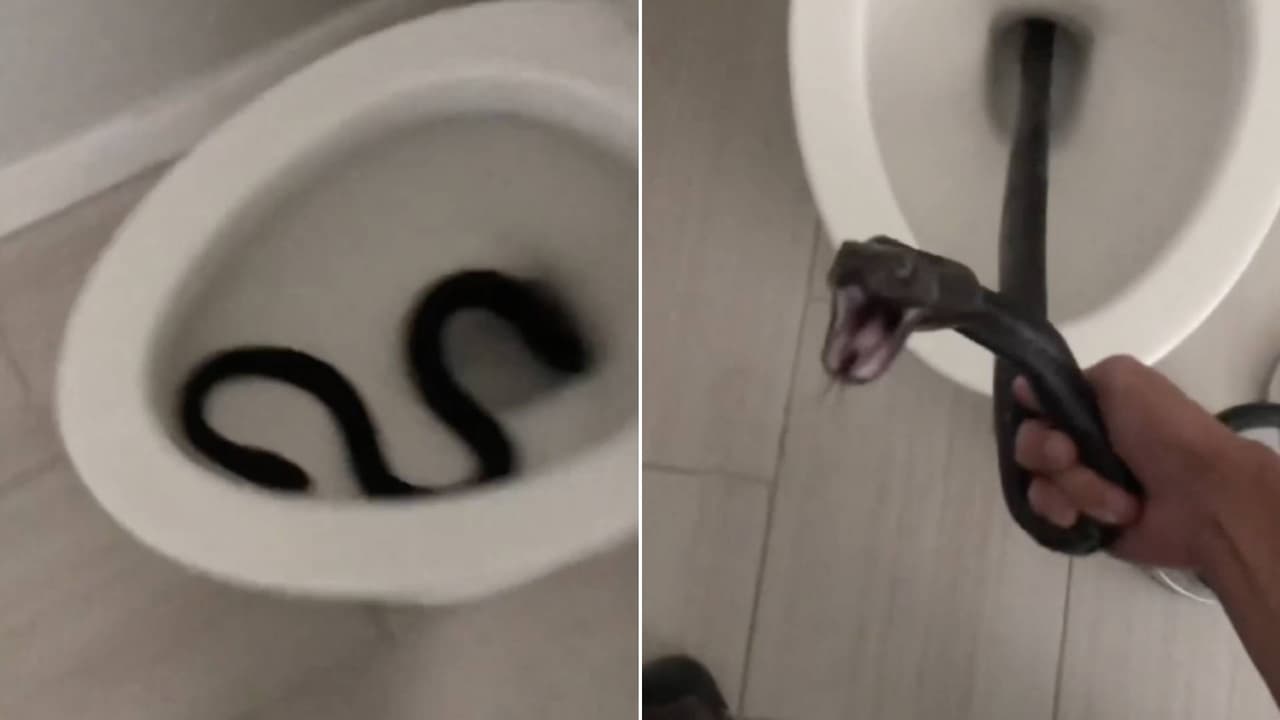 Vaya susto: Mujer encuentra una serpiente escondida en el baño de su casa en Tucson