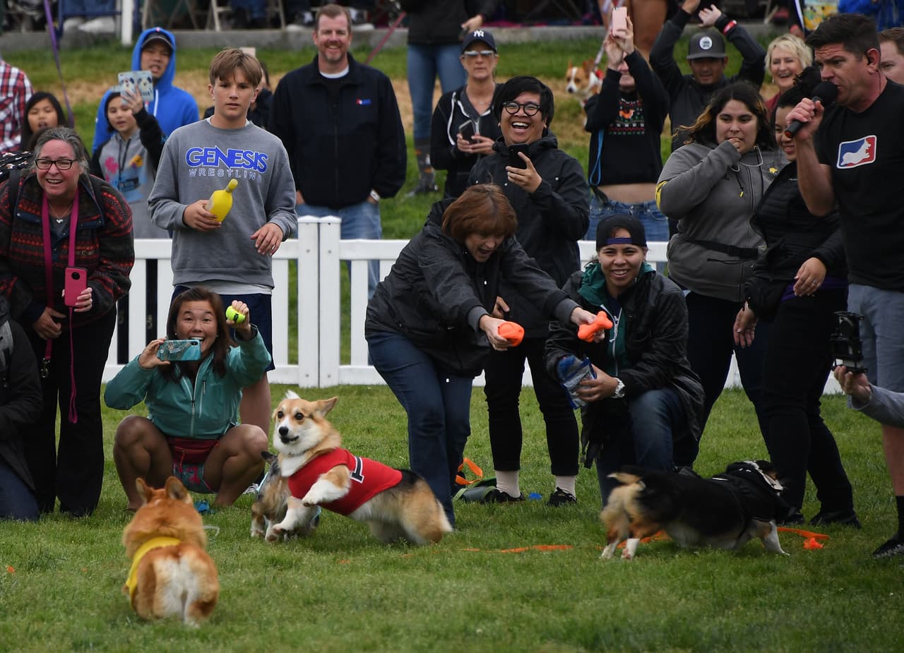 Miles de personas acudieron a ver las destrezas de cientos de Corgi.