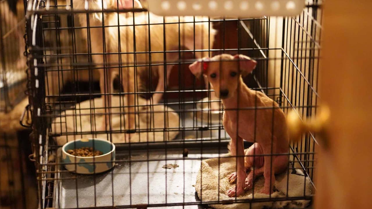 Los animales están siendo evaluados para conocer su estado de salud.