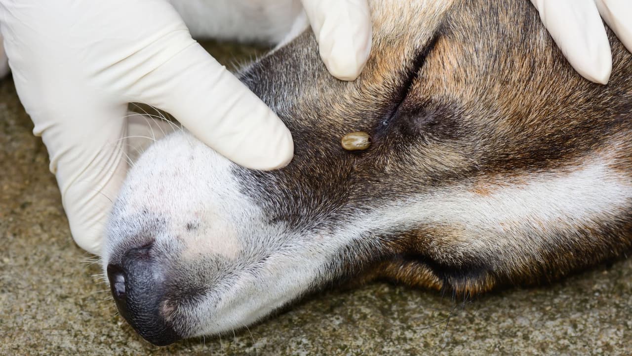 <b>Nunca aplastes una garrapata con los dedos</b>; utilice siempre una herramienta adecuada. Si rompe la boca de la garrapata en el proceso y no puede quitar los pedazos, déjelo solo y deje que la piel sane. Si su perro tiene mucha hinchazón en el área de la mordedura, no debe tratar de tocarlo. En su lugar, lleva al cachorro al 
<b>veterinario </b>para que lo extraiga.
<br>