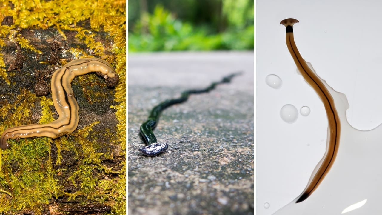 ¿Qué debes hacer si te encuentras una lombriz cabeza de martillo?