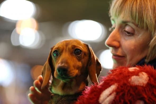 Para un perro no hay mejor premio que estar con su dueño.