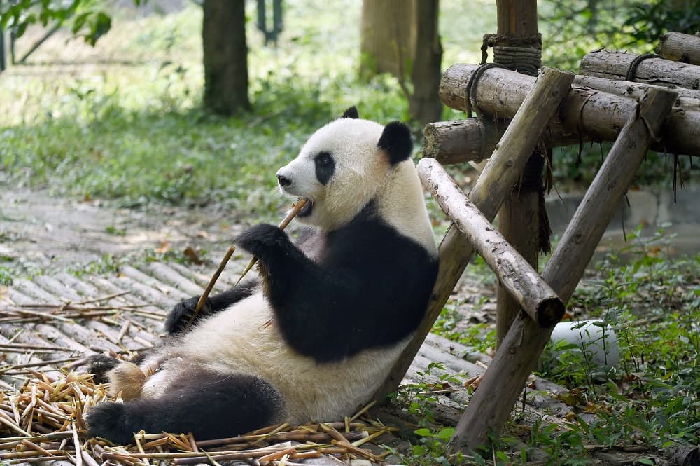 <b>Los pandas abandonan la lista de animales en peligro de extinción</b>
<br>
<br>Aún están en peligro, pero el 2016 trajo una gran noticia para esta especie tan icónica: los osos panda abandonaron la lista roja de los animales que se acercan a su desaparición. 
<br>La población de pandas creció un 17% entre 2004 y 2014 en su hábitat natural: se pasó de 1,596 a 1864 ejemplares en libertad. Pese a todo, aún no se puede cantar victoria: aún sigue siendo una especie vulnerable cuyo entorno está fuerte amenazado por el calentamiento global.