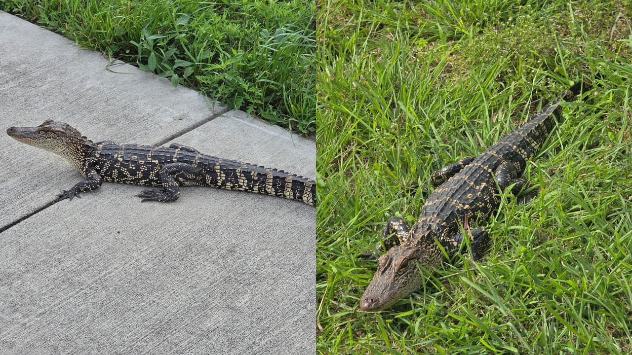 Agentes del Precinto 3 rescatan un joven caimán en medio de una vía del condado Harris