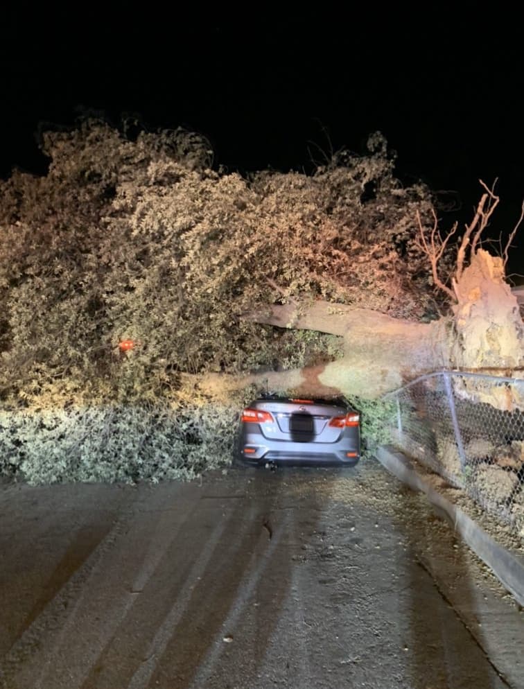 CalFire registró la caída de un árbol en la zona de Yucaipa.