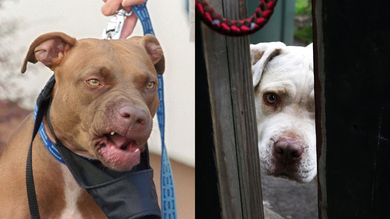 Hispano muere en Texas luego de ser atacado por sus dos perros de raza pitbull dentro de su casa