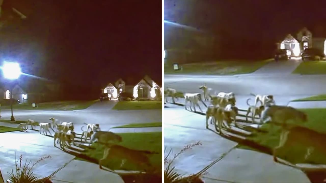 <h3 class="cms-H3-H3">Qué hacer si los encuentras</h3> Las autoridades recomiendan: 
<br>
<b>Mantener distancia:</b> No alimentes ni intentes espantar con agresividad. 
<br>
<b>Refuerza tu casa:</b> Asegura portones y patios. 
<br>
<b>Reporta:</b> En Godley y el resto del condado, llama al Sheriff (817-556-6060). 
<br>
<b>En emergencia, marca 911</b>. Especialmente si hay una mordedura o amenaza directa.