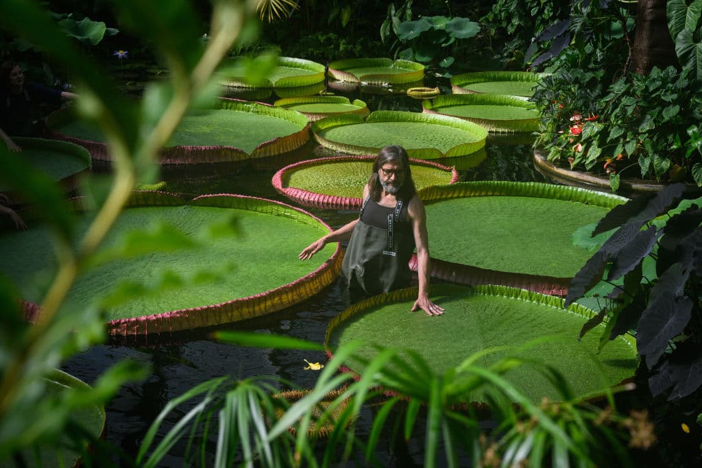 Nenúfares gigantes descubiertos en el Kew Gardens.