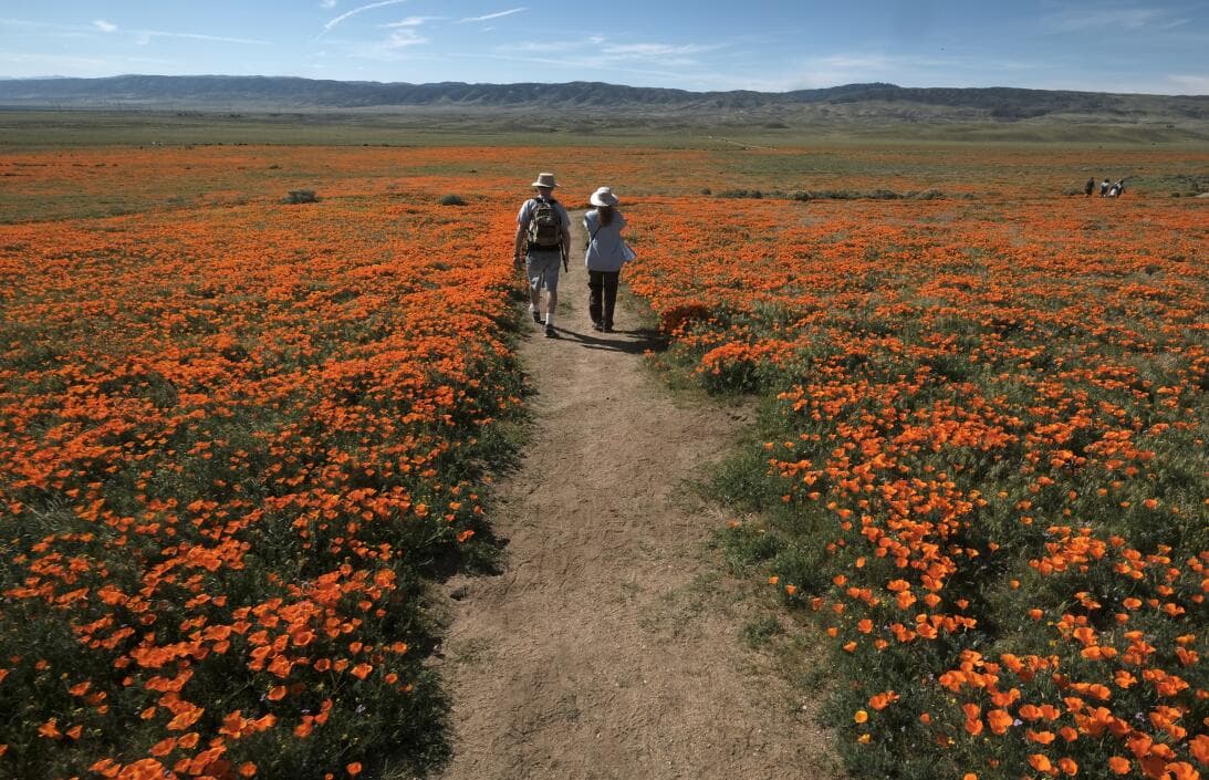 Llega la superfloración al sur de California