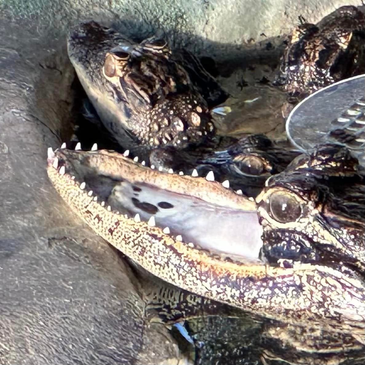 "Aunque era difícil saber quién o qué la lastimó, era fácil ver que tenía bajo peso y que no iba a sobrevivir en la naturaleza. Aunque su herida fue curada, no podía cazar ni defenderse", explicó el parque en su publicación de redes sociales.