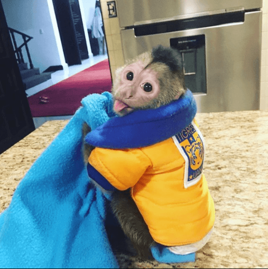 Su nombre es Koda y también apoya a los Tigres de la UANL.