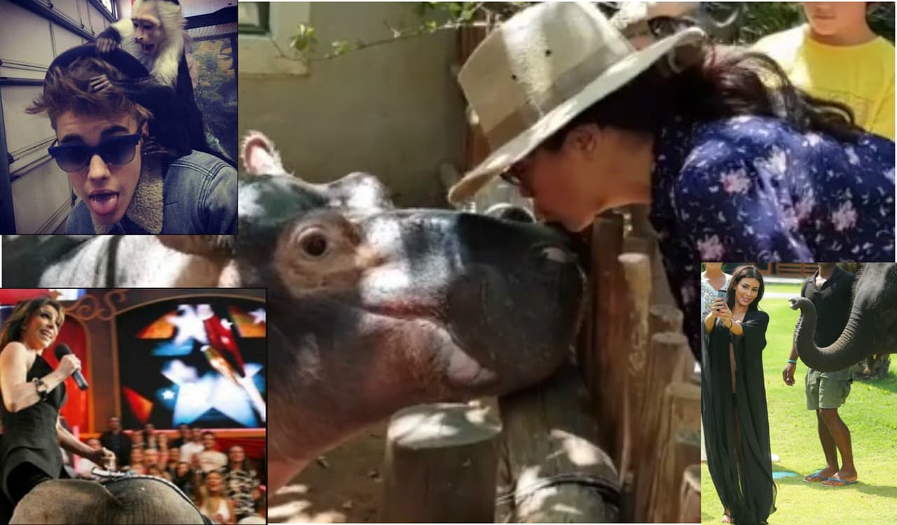 Más de una vez hemos visto a los famosos tomarse fotografías con animales salvajes. Algunas resultan chuscas, otras accidentadas y unas más han sido trágicas. Míralas.