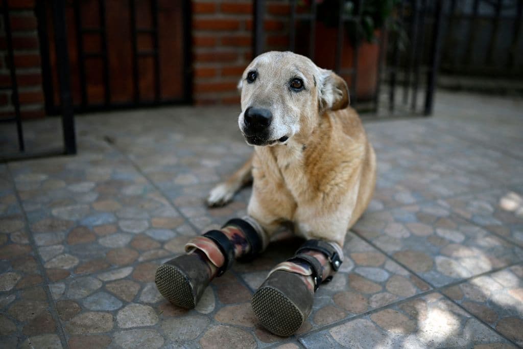 Pay de Limón, un perro al que el grupo narcotraficante le cortó las patas delanteras hace unos 10 años, descansa en "Milagros Caninos", el primer santuario de América Latina para perros en situación extrema. en la colonia Xohimilco, Ciudad de México a 7 de febrero de 2023.