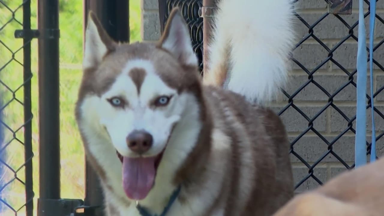 Cuida a tu perro de las altas temperaturas: sigue estos consejos para que no enfermen