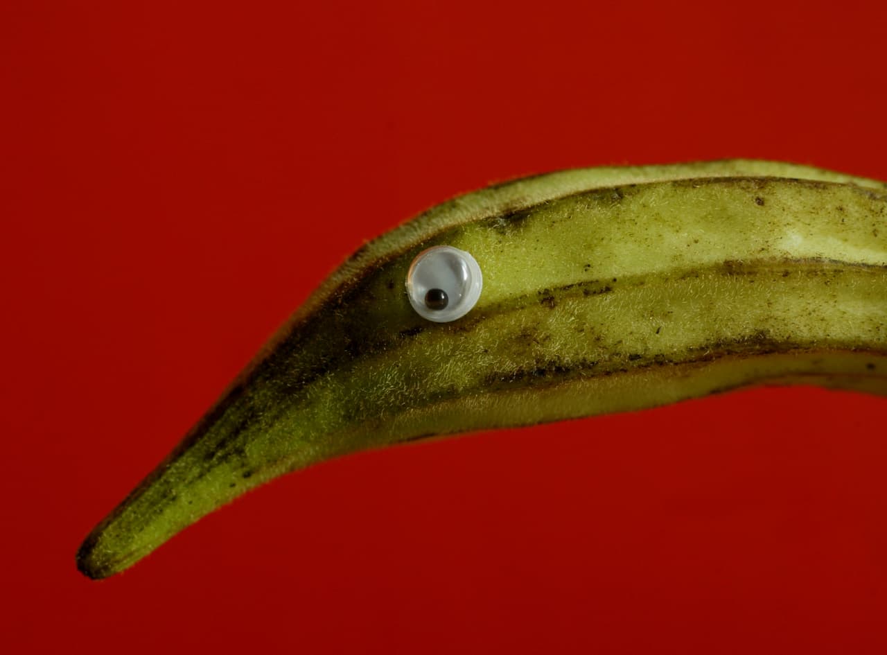 A algunos vegetales simplemente les gusta estar bocaabajo. ¡Creen que así saben más ricos!