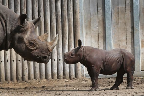 Este animal es increíble, algunos rinocerontes pueden vivir 5 días sin gota de agua, tardan 16 meses en periodo de gestación y además a pesar de ser tan pesados con una piel muy resistente, los rinocerontes pueden moverse a una velocidad de 56 km por hora, aunque un problema de este mamífero es que tiene mala visión.