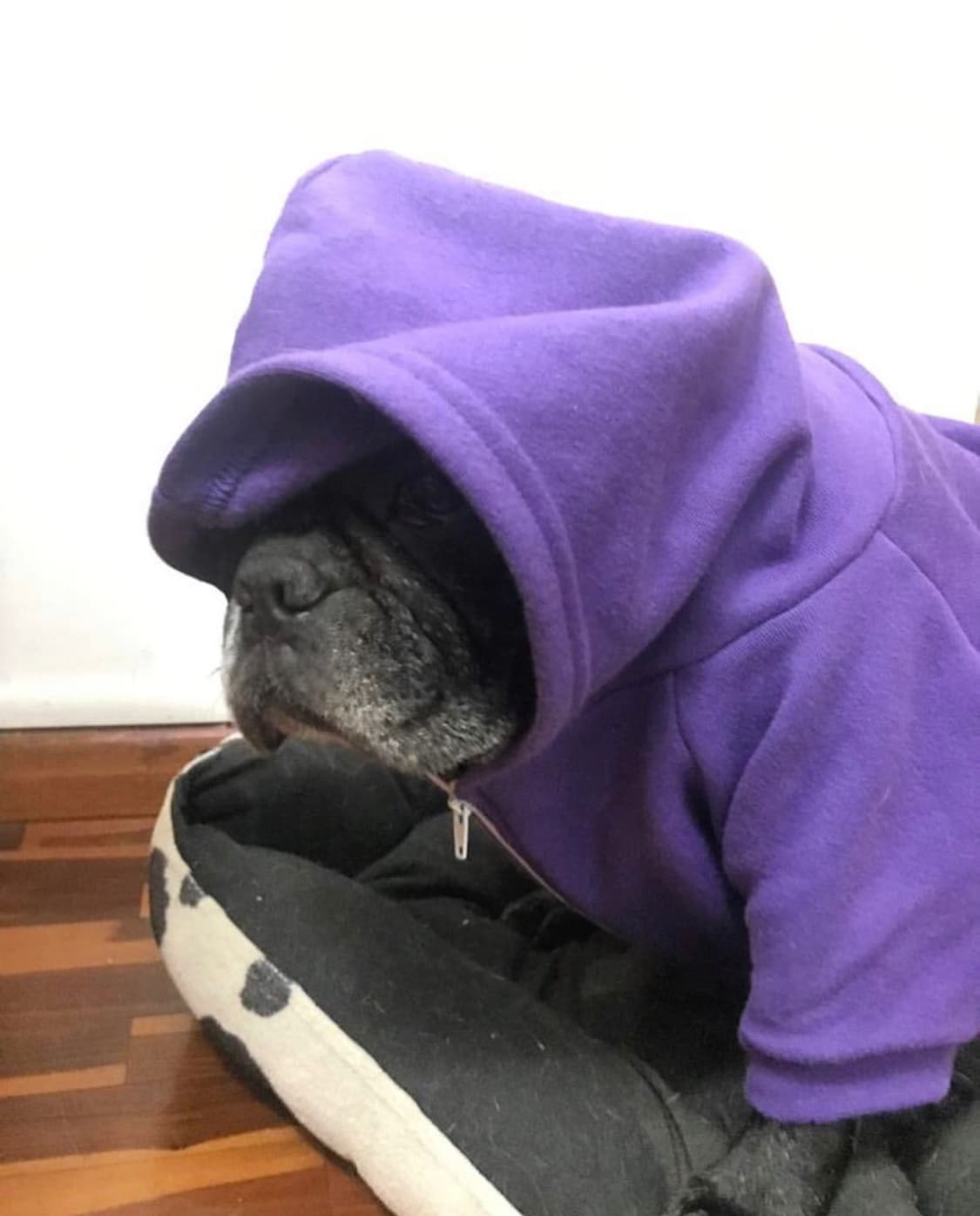 Los perros con capucha invadieron también las redes sociales emulando al supuesto Juan Guaidó.