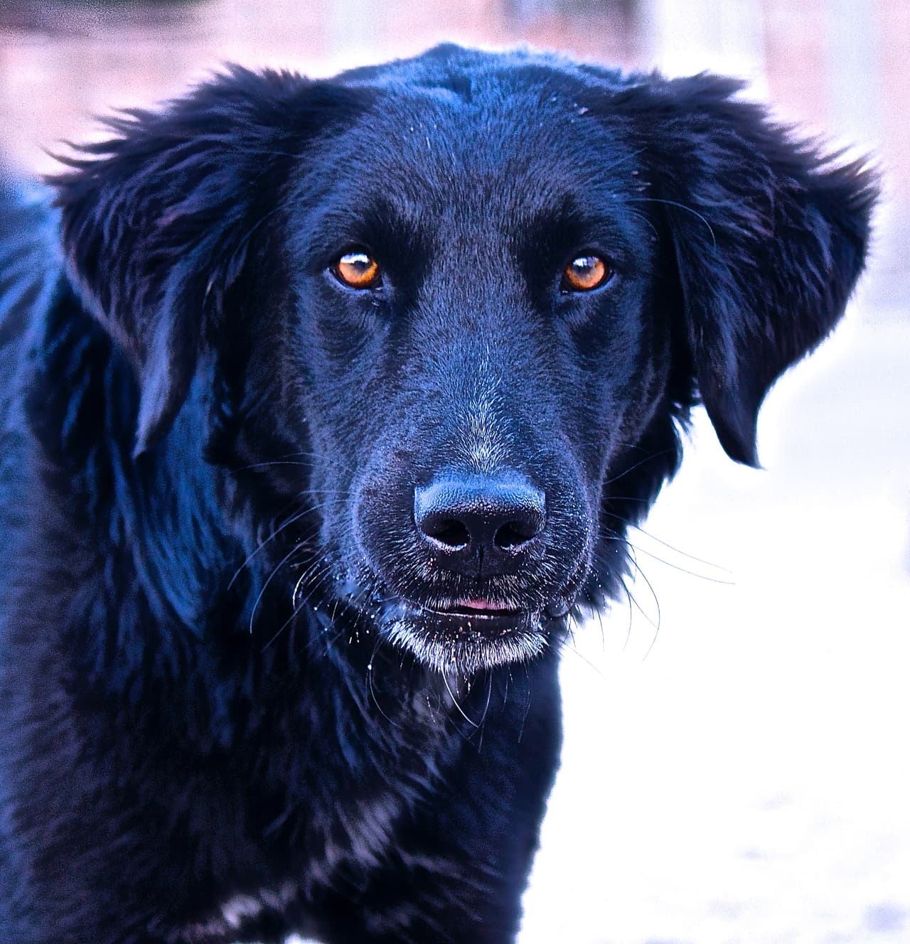 La cara de 'Eros' es la cara de muchos perros sin casa y sin amo que habitan las calles de las ciudades en Latinoamércia.