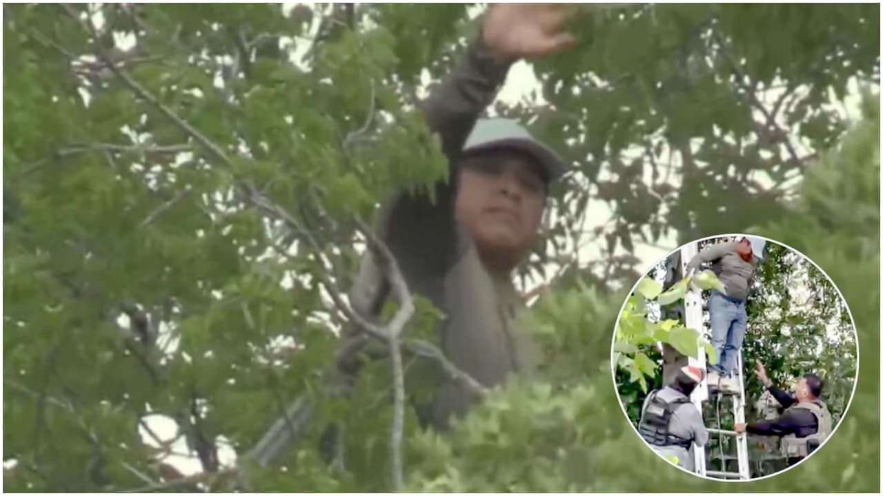 “Si me van a agarrar, que batallen”: nuevo video muestra al inmigrante arriba del árbol retando a ICE