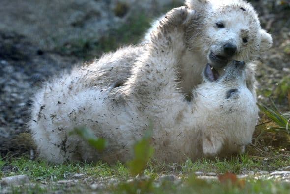 Nobby y Nela, así fueron bautizados estos pequeños osos polares que nacieron en el zoológico de Hellabrunn.